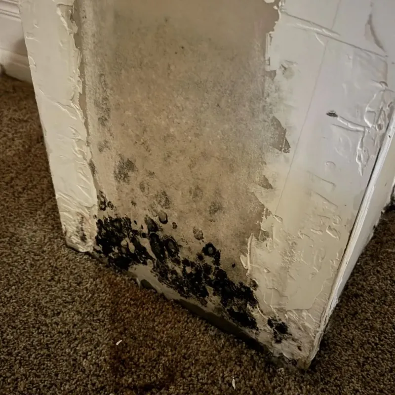 Professional Mold Removal in New Vienna, OH